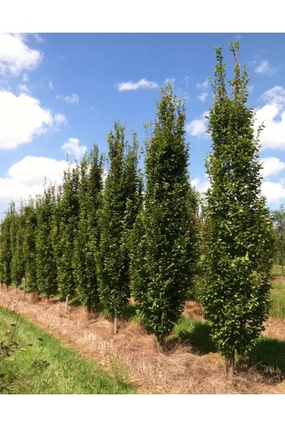 Граб звичайний Франс Фонтейн